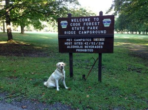 Apollo at Cook Forest State Park