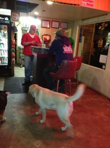 dog in bar