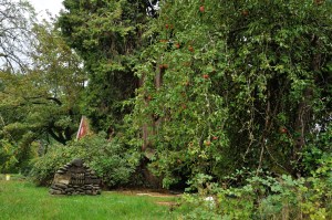 _apples and at allen