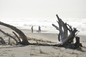 beach with dogs