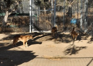 New Geuinea Singing Dogs