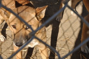 New Guinea Singing Dog