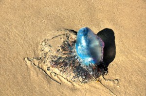 blue jellyfish