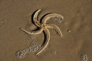 Starfish