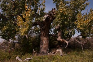cottonwood tree