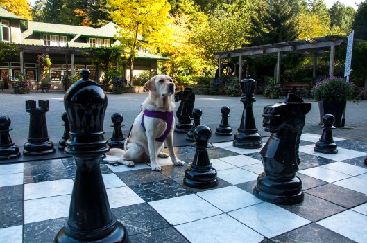 Apollo plays chess2