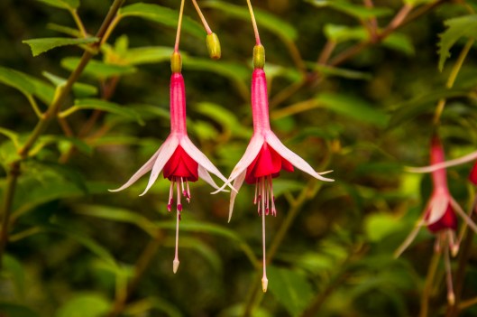 bleeding heart