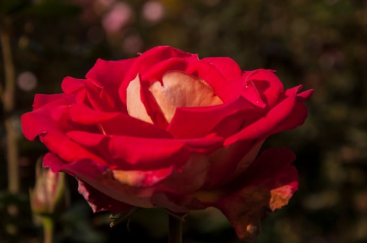 Canadian Sunset rose.jpg
