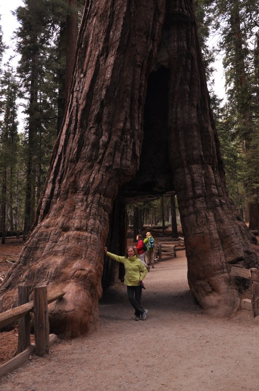 joanne in tree tunnel
