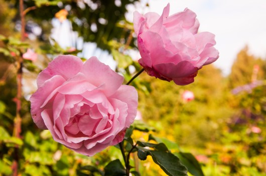 roses