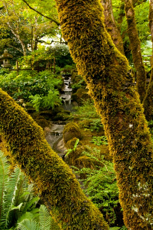 trees frame stream.JPG