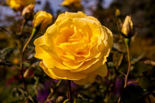 yellow rose