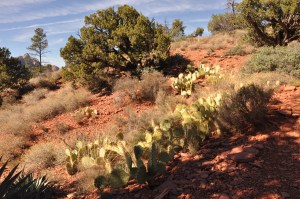 cacti