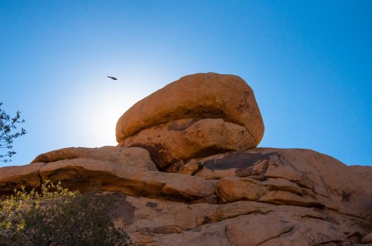 Joshua Tree bird
