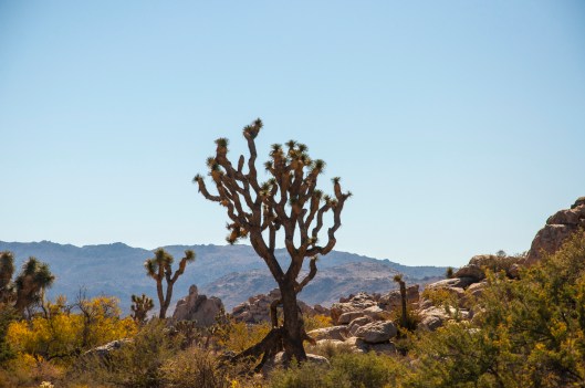 Joshua Tree tree