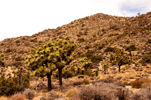Joshua trees