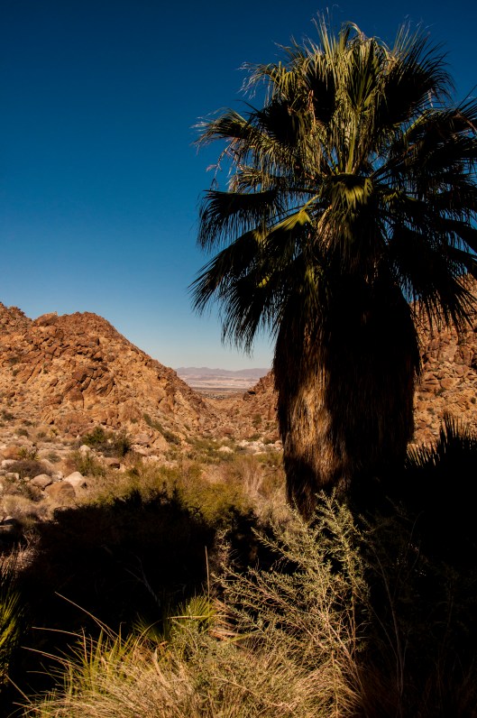 palm with landscape