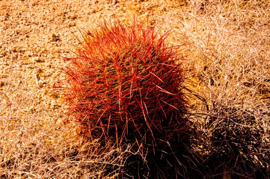 red cactus