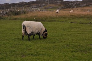 black face sheep