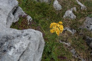 yellow flowers at burren
