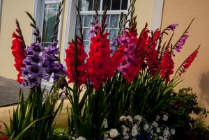 gladiolas and lace curtains