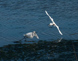 Fighting birds close14x11