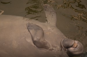 manatee belly