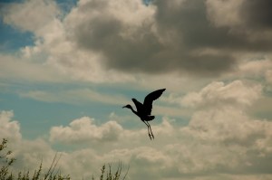 spoon bill in flight