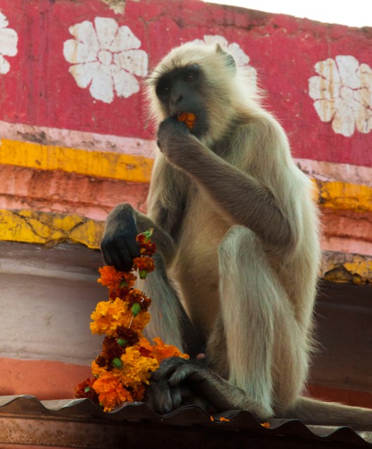 monkey-eating-marigolds