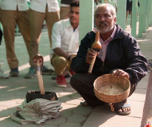 snake-charmer